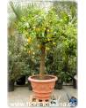 Citrus limon 'Lunario' - Zitrone (Pflanze), Vier-Jahreszeiten-Zitrone, Zitrone, Zitronenbäumchen, Zitronenbaum