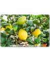 Citrus limon 'Lunario' - Zitrone (Pflanze), Vier-Jahreszeiten-Zitrone, Zitrone, Zitronenbäumchen, Zitronenbaum