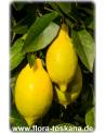 Citrus limon 'Lunario' - Zitrone (Pflanze), Vier-Jahreszeiten-Zitrone, Zitrone, Zitronenbäumchen, Zitronenbaum