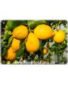 Citrus limon 'Lunario' - Zitrone (Pflanze), Vier-Jahreszeiten-Zitrone, Zitrone, Zitronenbäumchen, Zitronenbaum