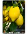 Citrus limon 'Lunario' - Zitrone (Pflanze), Vier-Jahreszeiten-Zitrone, Zitrone, Zitronenbäumchen, Zitronenbaum