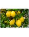 Citrus limon 'Lunario' - Zitrone (Pflanze), Vier-Jahreszeiten-Zitrone, Zitrone, Zitronenbäumchen, Zitronenbaum