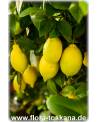 Citrus limon 'Lunario' - Zitrone (Pflanze), Vier-Jahreszeiten-Zitrone, Zitrone, Zitronenbäumchen, Zitronenbaum