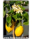 Citrus limon 'Lunario' - Lemon, Four-Seasons-Lemon