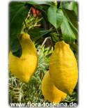 Citrus limon 'Lunario' - Zitrone (Pflanze), Vier-Jahreszeiten-Zitrone, Zitrone, Zitronenbäumchen, Zitronenbaum