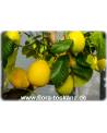 Citrus limon 'Lunario' - Zitrone (Pflanze), Vier-Jahreszeiten-Zitrone, Zitrone, Zitronenbäumchen, Zitronenbaum