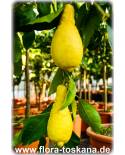 Citrus limon 'Pyriformis' - Lemon Tree
