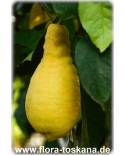 Citrus limon 'Pyriformis' - Lemon Tree