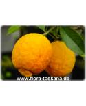 Citrus limon 'Rosso' - Rote Zitrone (Pflanze), Zitronenbäumchen, Glühweinzitrone