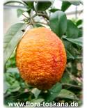 Citrus limon 'Rosso' - Red Lemon