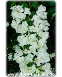 Bougainvillea spectabilis 'Jamaica White' - Weiße Bougainvillea, Drillingsblume