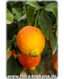 Citrus limon 'Rosso' - Rote Zitrone (Pflanze), Zitronenbäumchen, Glühweinzitrone