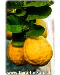 Citrus lumia 'Pomum d 'Adamum' - Adamsapfel, Lumie-Limette, Zitruspflanze