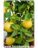 Citrus lumia 'Pomum d 'Adamum' - Adamsapfel, Lumie-Limette, Zitruspflanze