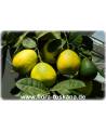 Citrus lumia 'Pomum d 'Adamum' - Adamsapfel, Lumie-Limette, Zitruspflanze
