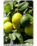 Citrus lumia 'Pomum d 'Adamum' - Adam's Apple