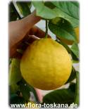 Citrus limon x Citrus paradisi 'Lipo' - Zitruspflanze 'Lipo' , Citrus-Sorte 'Lipo', Riesen-Zitrone