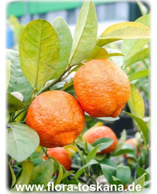 Citrus limonia - Rangpur Lime, Mandarin Lime