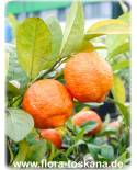 Citrus limonia - Rangpur-Limette, Mandarinen-Limette, Rangpur