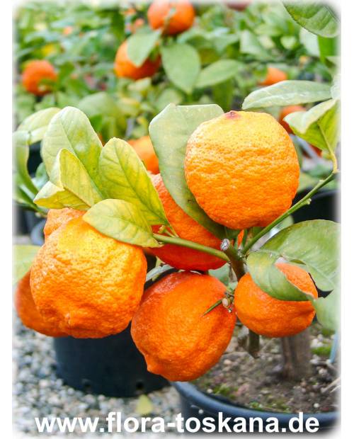 Citrus limonia - Rangpur Lime, Mandarin Lime