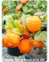 Citrus limonia - Rangpur Lime, Mandarin Lime