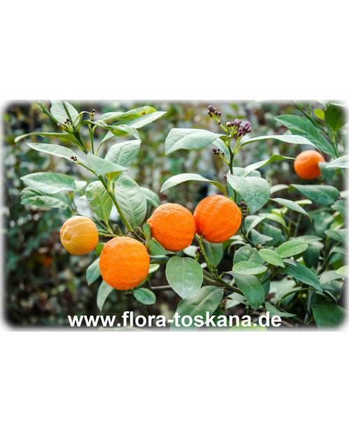 Citrus limonia - Rangpur Lime, Mandarin Lime