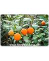 Citrus limonia - Rangpur Lime, Mandarin Lime