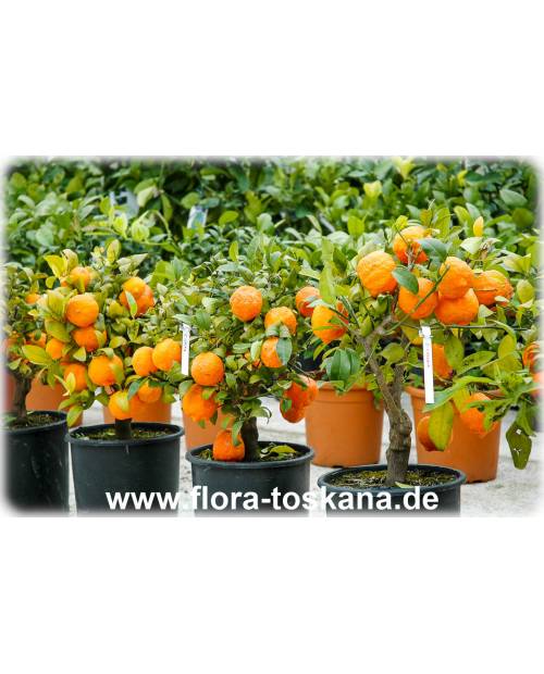 Citrus limonia - Rangpur Lime, Mandarin Lime