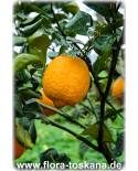 Citrus limonia - Rangpur-Limette, Mandarinen-Limette, Rangpur