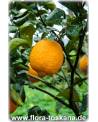 Citrus limonia - Rangpur Lime, Mandarin Lime