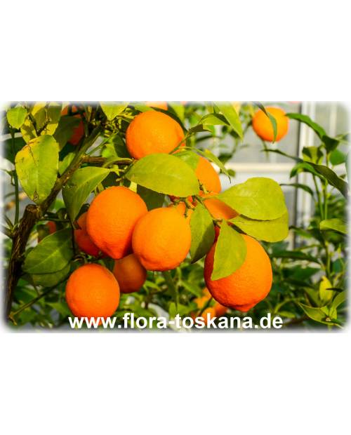 Citrus limonia - Rangpur Lime, Mandarin Lime