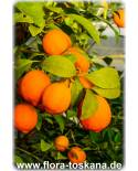 Citrus limonia - Rangpur Lime, Mandarin Lime