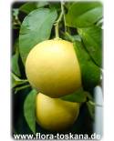 Citrus maxima - Citrus grandis - Pampelmuse (Pflanze), Pummelo