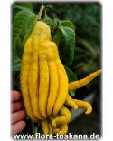 Citrus medica 'Digitata' - Buddhas Hand (Pflanze), Buddhas-Hand-Zitrone, Zitronatzitrone, Zitronat-Zitrone var. Sarcodyctylis