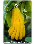 Citrus medica 'Digitata' - Buddhas Hand (Pflanze), Buddhas-Hand-Zitrone, Zitronatzitrone, Zitronat-Zitrone var. Sarcodyctylis