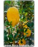 Citrus medica 'Etrog' - Citron of the Jews