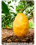 Citrus medica 'Etrog' - Citron of the Jews