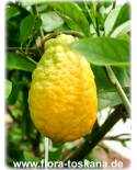Citrus medica 'Maxima' - Riesen-Zitronat-Zitrone, Zitronatzitrone, Cedrat-Zitrone