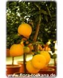 Citrus myrtifolia - Citrus aurantium var. Myrtifolia - Chinotto (Pflanze), Duftorange