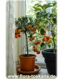 Citrus myrtifolia - Citrus aurantium var. Myrtifolia - Myrtle-leaved Sour Orange