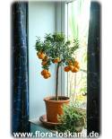 Citrus myrtifolia - Citrus aurantium var. Myrtifolia - Chinotto (Pflanze), Duftorange