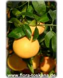 Citrus paradisi 'Marsh Seedless' - Grapefrucht (Pflanze), Grapefruit, Pompelmo, Paradiesapfel, Zitruspflanze
