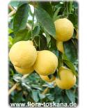Citrus paradisi 'Marsh Seedless' - Grapefrucht (Pflanze), Grapefruit, Pompelmo, Paradiesapfel, Zitruspflanze
