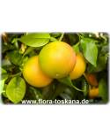 Citrus paradisi 'Star Ruby' - Red Grapefruit, Red Pomelo