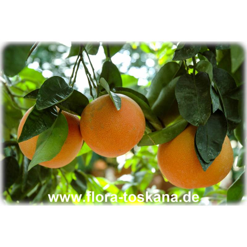 Pflanze 70-90cm Pampelmuse Grapefruit Citrus paradisi 'Pompelmo' Zitrus 