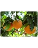 Citrus paradisi 'Star Ruby' - Rote Grapefruit (Pflanze), Grapefrucht, Paradiesapfel (Pflanze), Zitruspflanze
