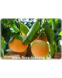 Citrus paradisi 'Star Ruby' - Red Grapefruit, Red Pomelo