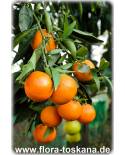 Citrus reticulata - Mandarine (Pflanze), Mandarinenbäumchen, Mandarinenbaum