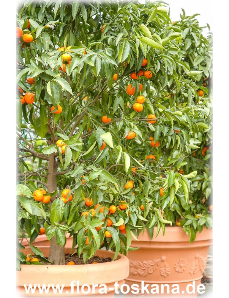 Mandarine Citrus reticulata Mandarinenbaum Pflanze 10cm essbare Früchte 