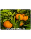 Citrus reticulata - Mandarine (Pflanze), Mandarinenbäumchen, Mandarinenbaum